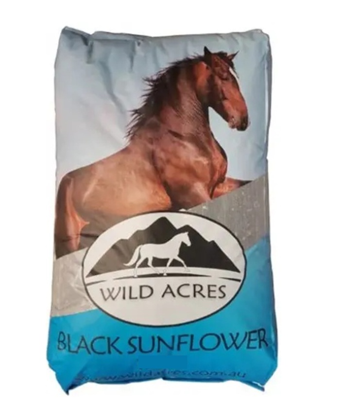 Black Sunflower Black Sunflower