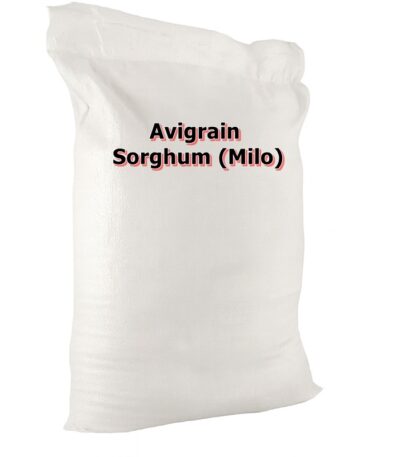 Sorghum