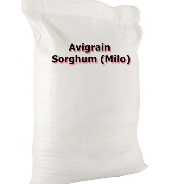 Sorghum