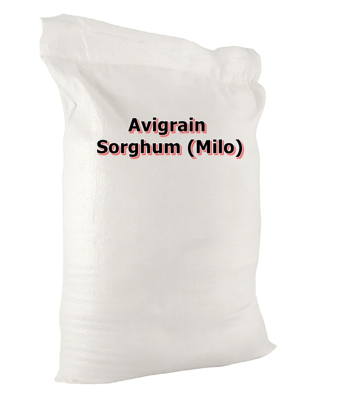 Sorghum Sorghum